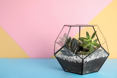 Photo of Glass florarium with different succulents on color background, space for text