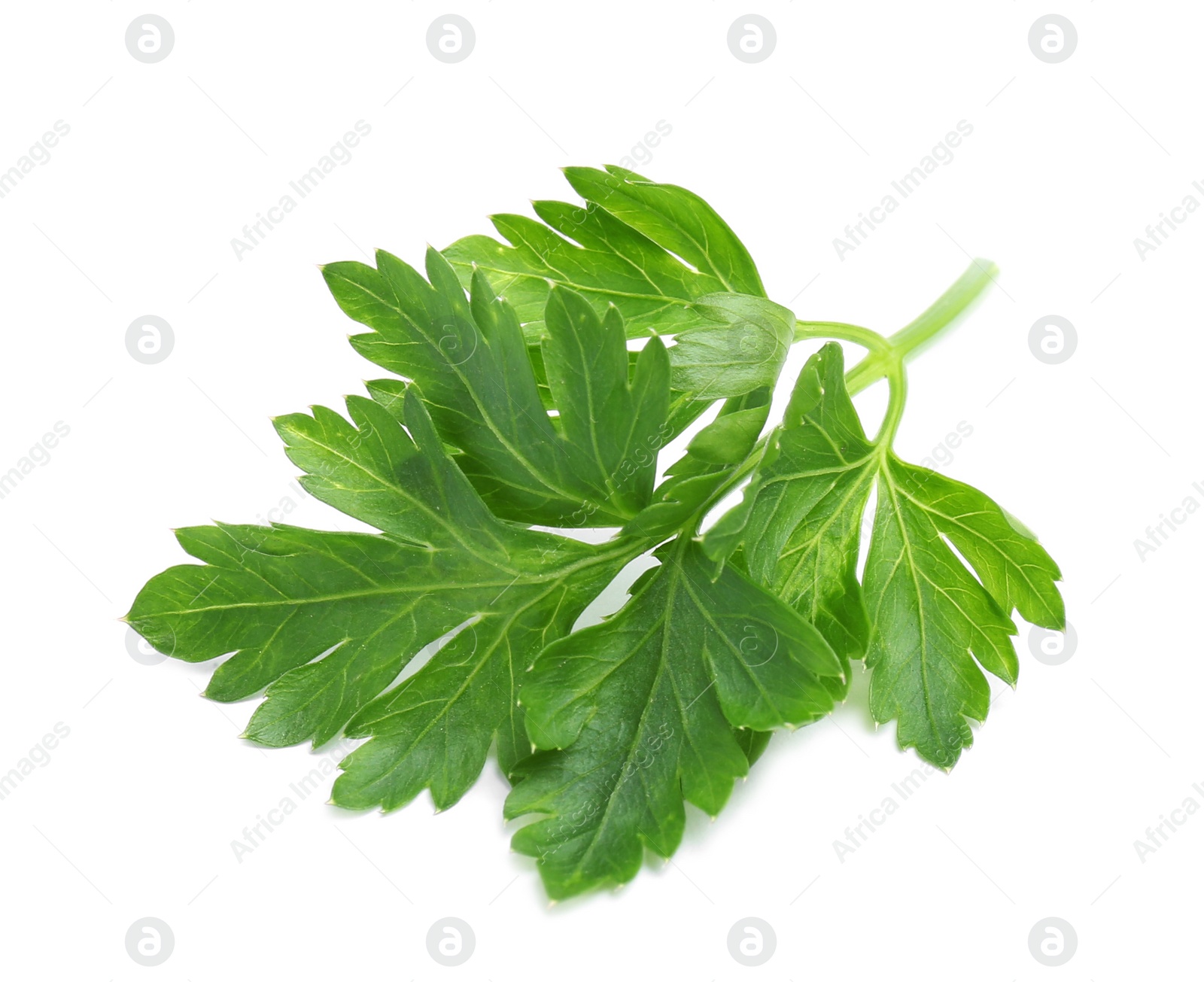 Photo of Leaves of fresh tasty parsley on white background