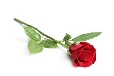 Photo of Beautiful red rose flower on white background