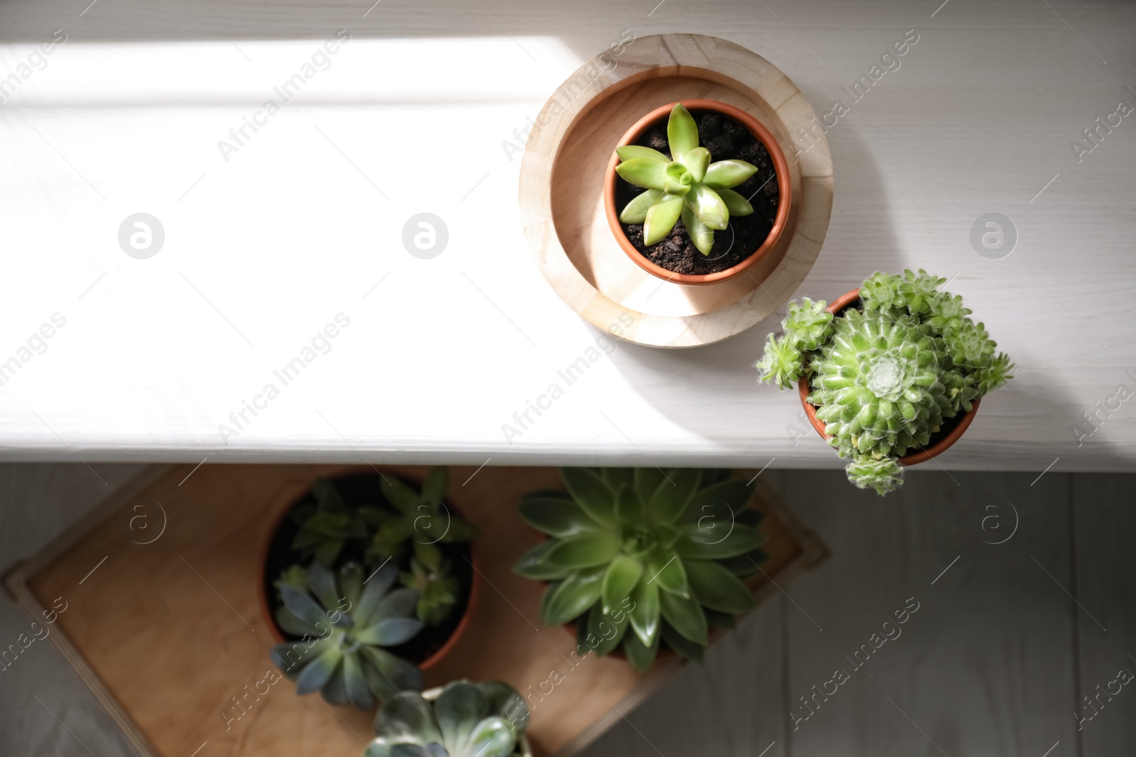 Photo of Beautiful echeverias on white windowsill indoors, flat lay. Succulent plants