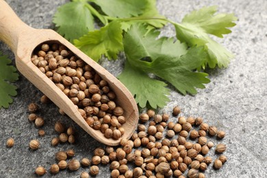 Scoop with dried coriander seeds and green leaves on gray textured table, closeup