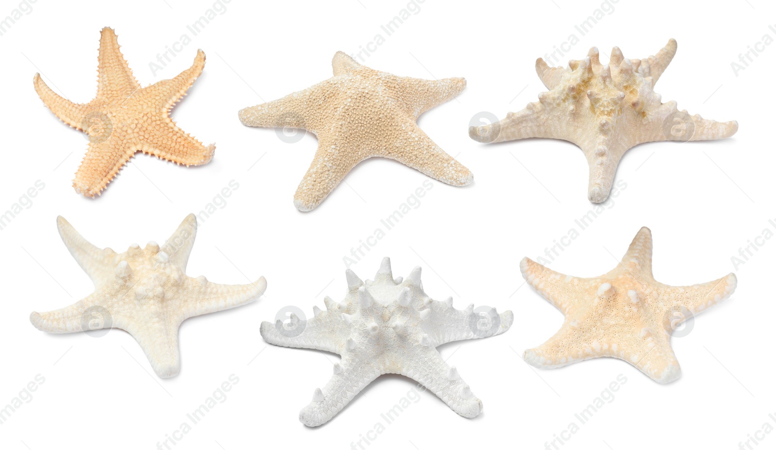 Image of Set with beautiful sea stars on white background 