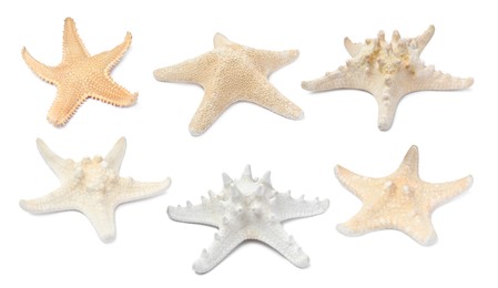 Image of Set with beautiful sea stars on white background 