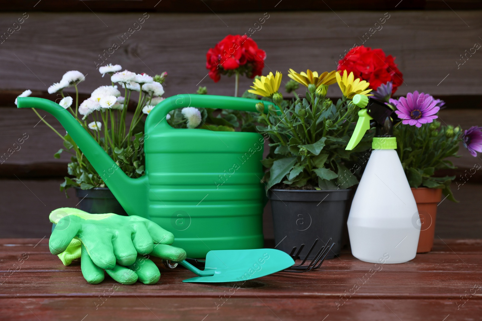 Photo of Beautiful blooming flowers, gloves and gardening tools on wooden table outdoors