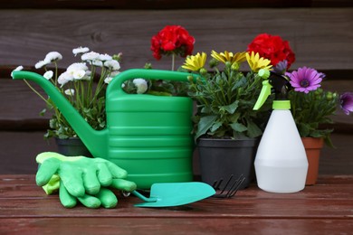 Beautiful blooming flowers, gloves and gardening tools on wooden table outdoors