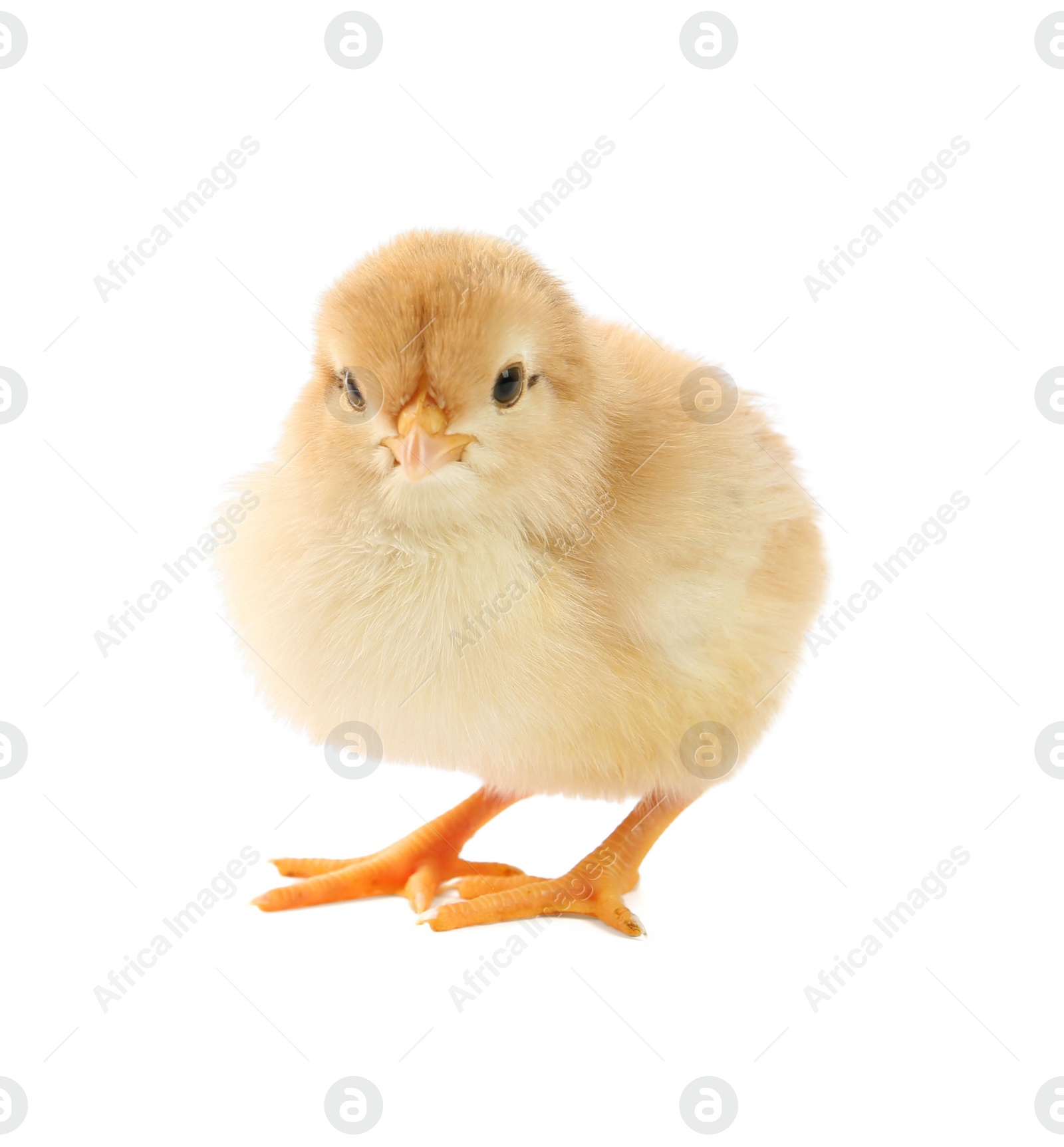 Photo of One cute chick isolated on white. Baby animal