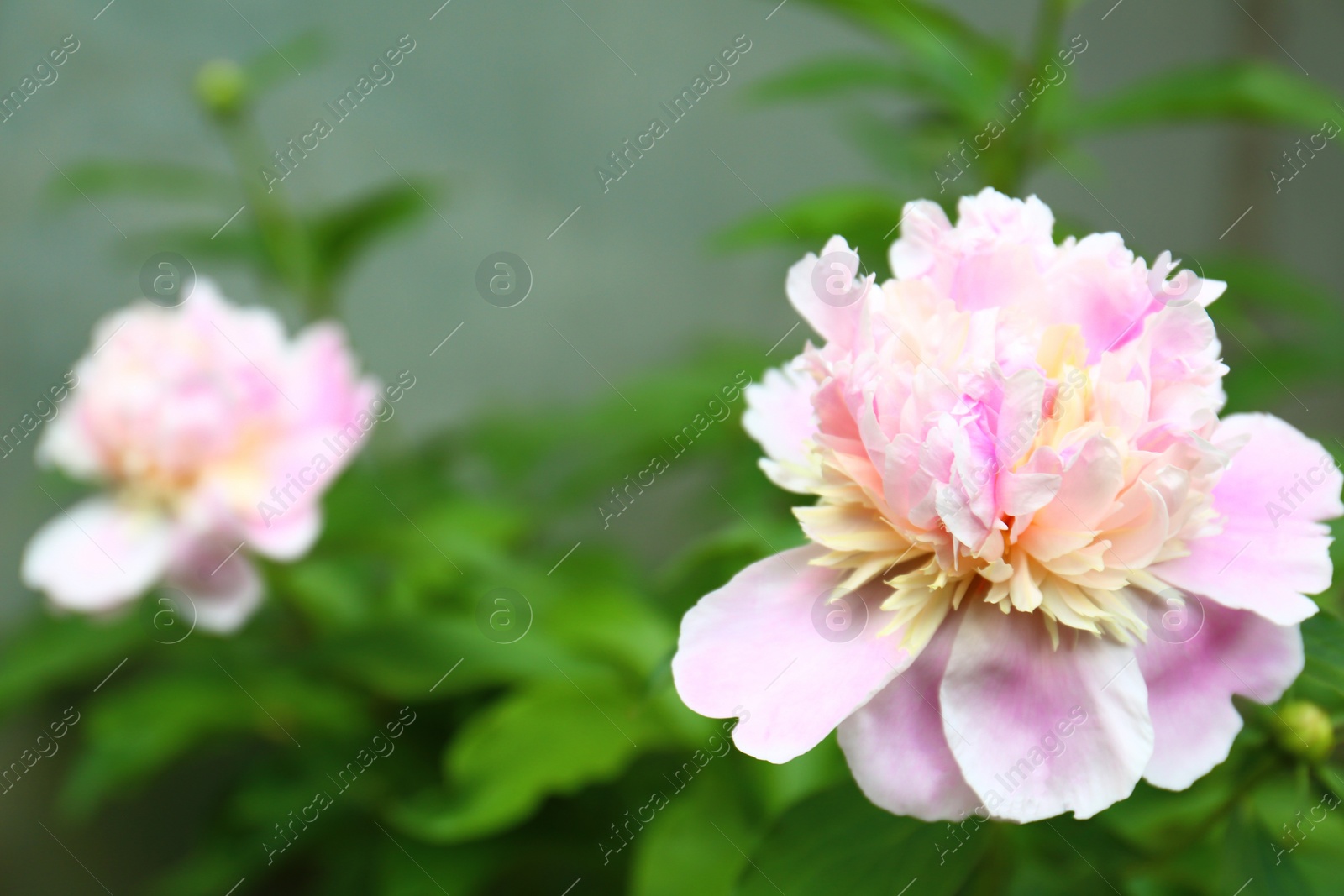 Photo of Beautiful pink peony flower in spring garden. Space for text