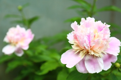 Photo of Beautiful pink peony flower in spring garden. Space for text