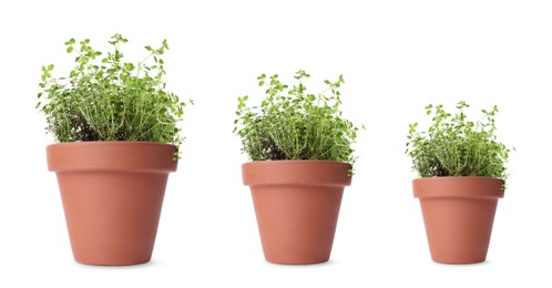 Image of Thyme growing in pots isolated on white, different sizes