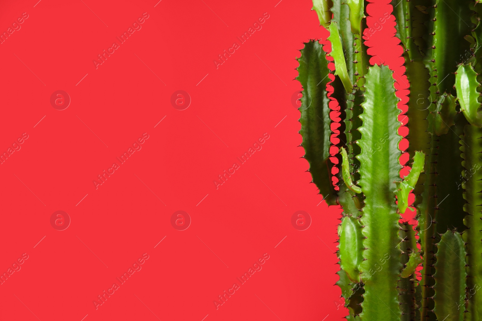 Photo of Beautiful cactus on red background, space for text. Tropical plant