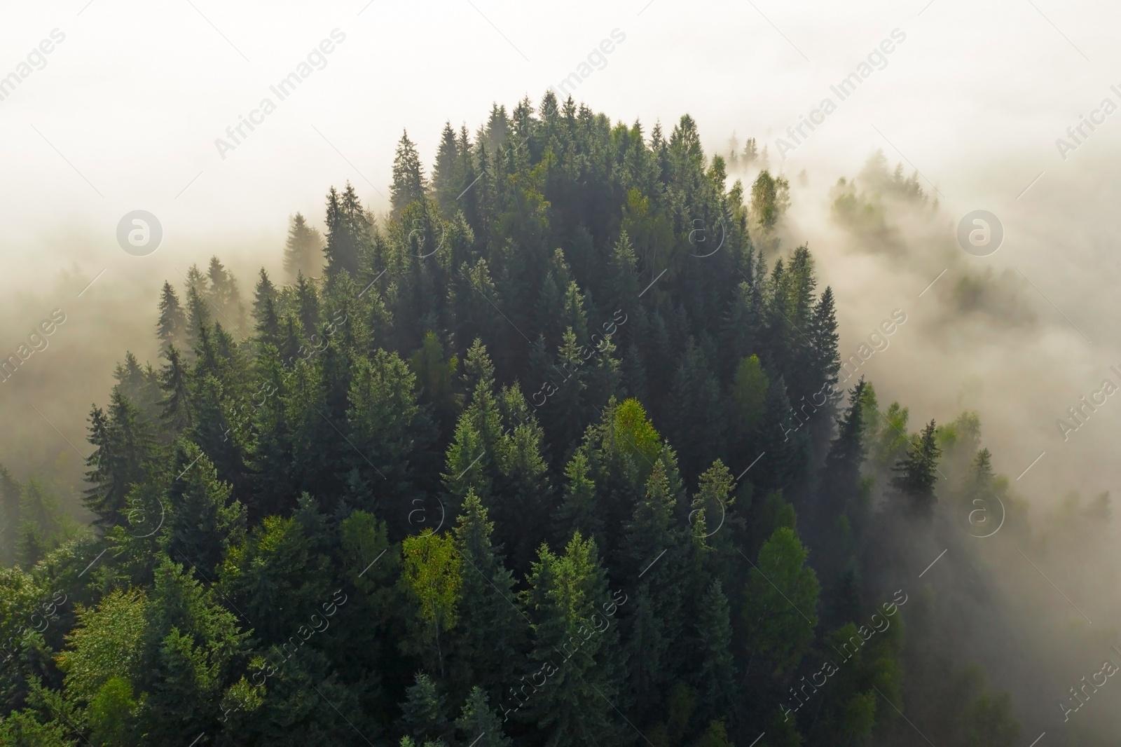 Image of Aerial view of beautiful landscape with misty forest 