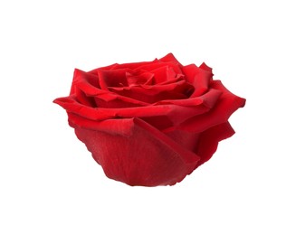 Photo of Beautiful fresh red rose isolated on white