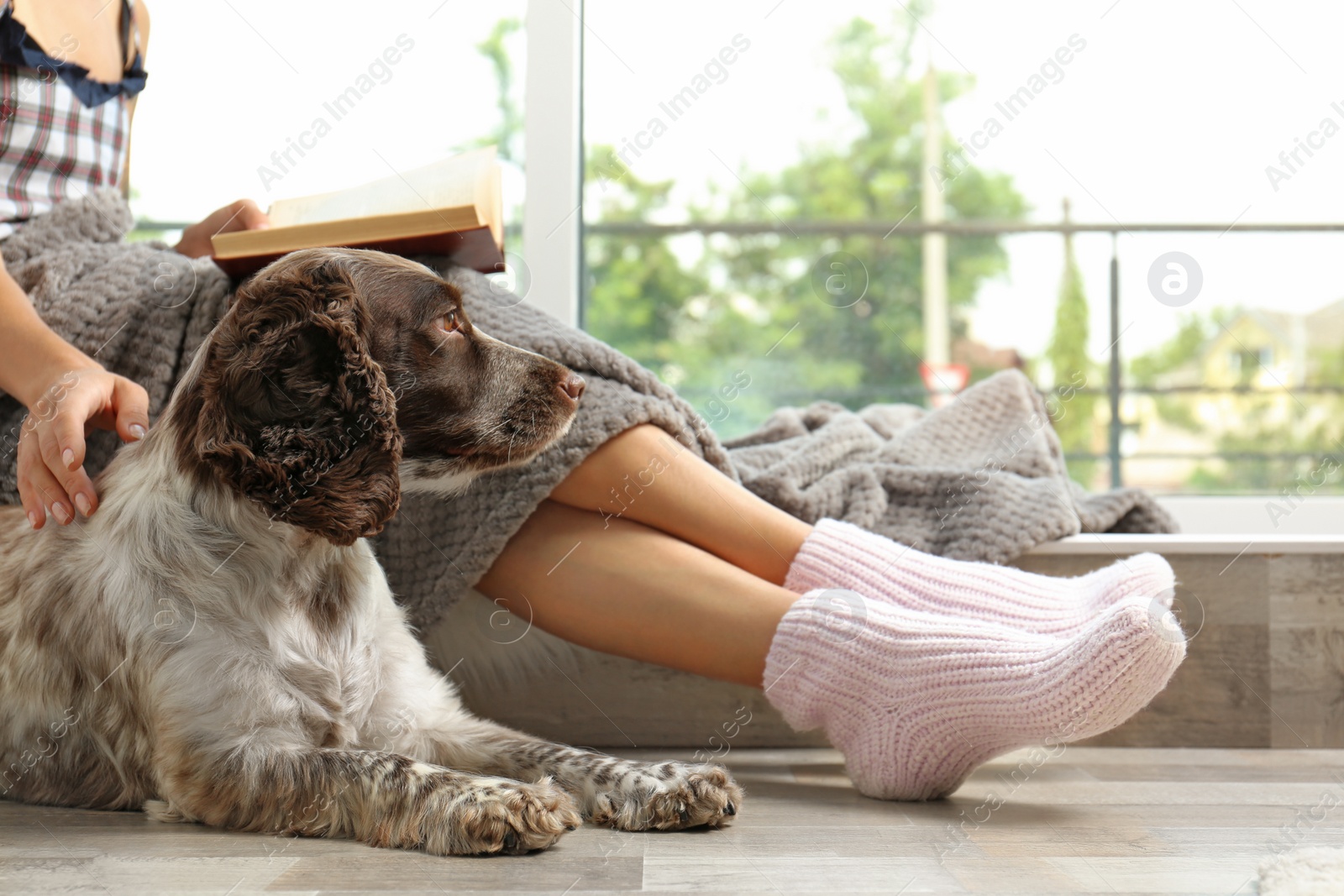 Photo of Adorable Russian Spaniel with owner on windowsill, closeup view. Space for text