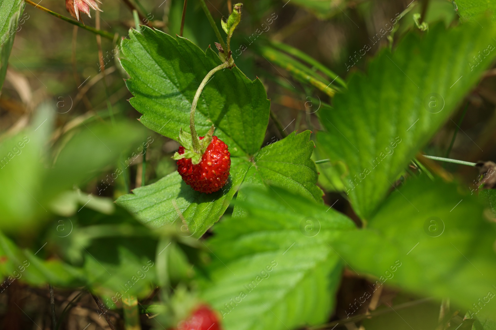 Photo of One small wild strawberry growing outdoors on sunny day