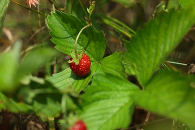 Photo of One small wild strawberry growing outdoors on sunny day