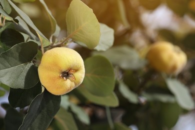 Photo of Closeup view of quince tree with ripening fruit outdoors