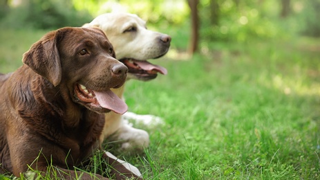 Funny Labrador Retriever dogs in green summer park