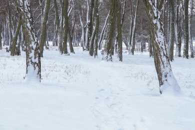 Picturesque view of beautiful forest covered with snow