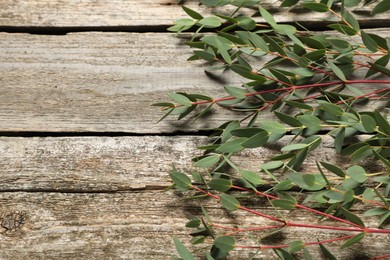 Eucalyptus branches with fresh green leaves on wooden table, flat lay. Space for text