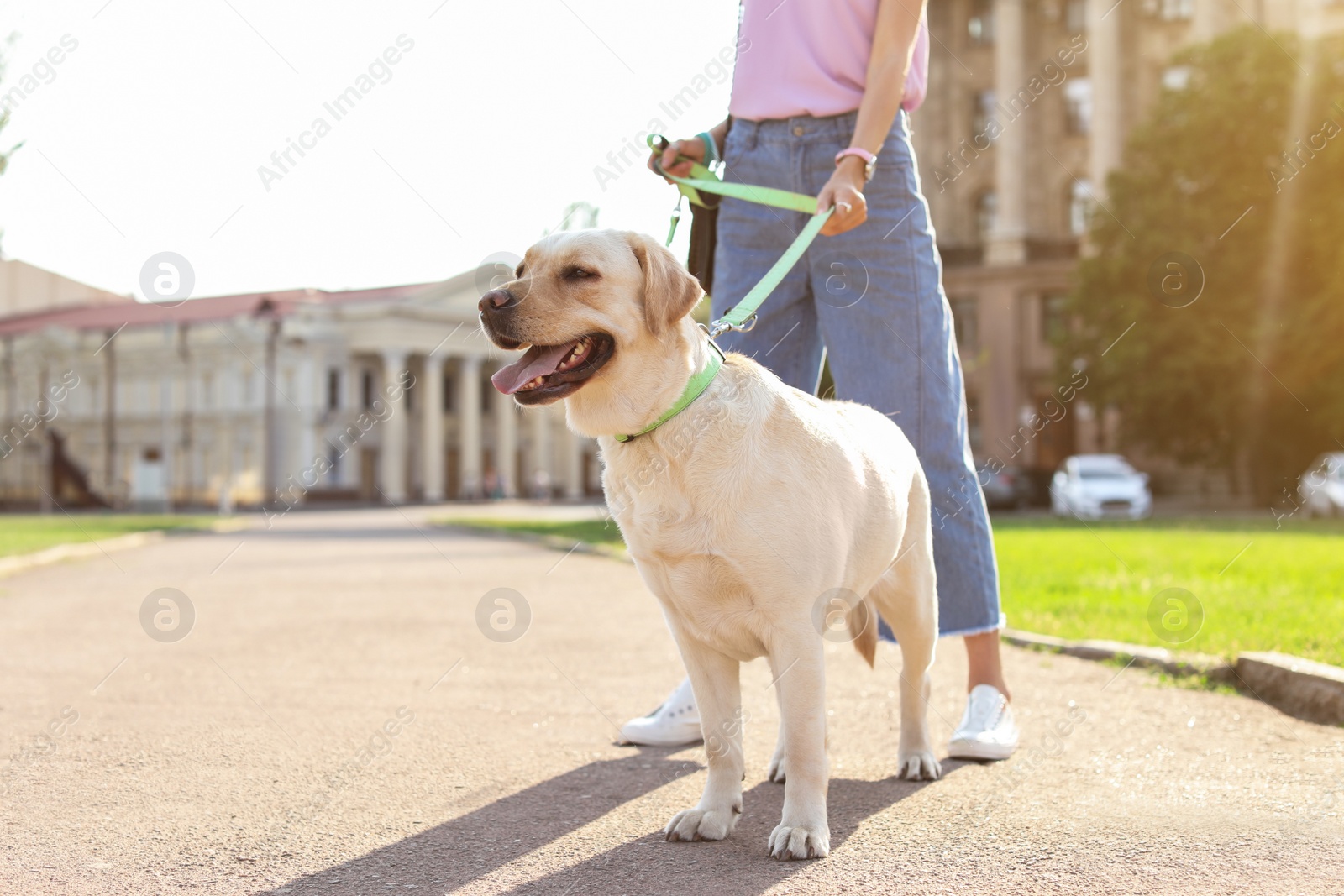 Photo of Owner walking her yellow labrador retriever outdoors