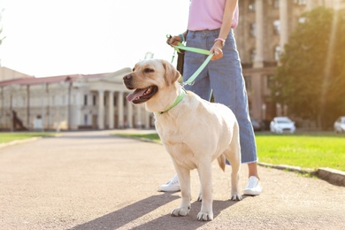 Photo of Owner walking her yellow labrador retriever outdoors