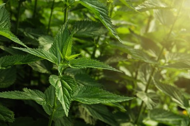 Beautiful green stinging nettle plants growing outdoors