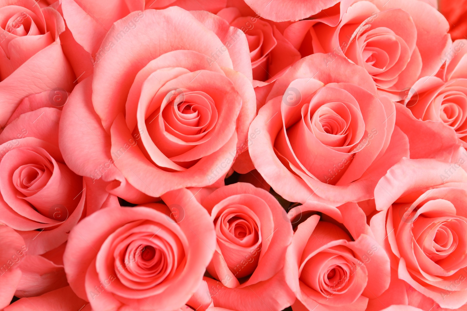 Photo of Beautiful roses as background