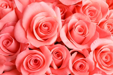 Beautiful roses as background