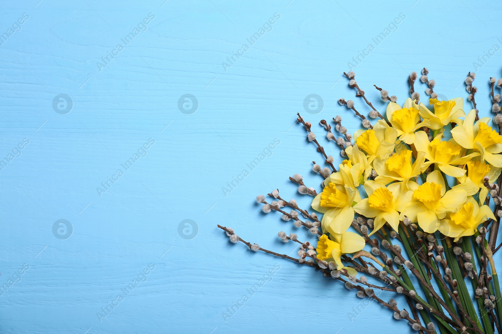 Photo of Bouquet of beautiful yellow daffodils and willow flowers on light blue wooden table, top view. Space for text