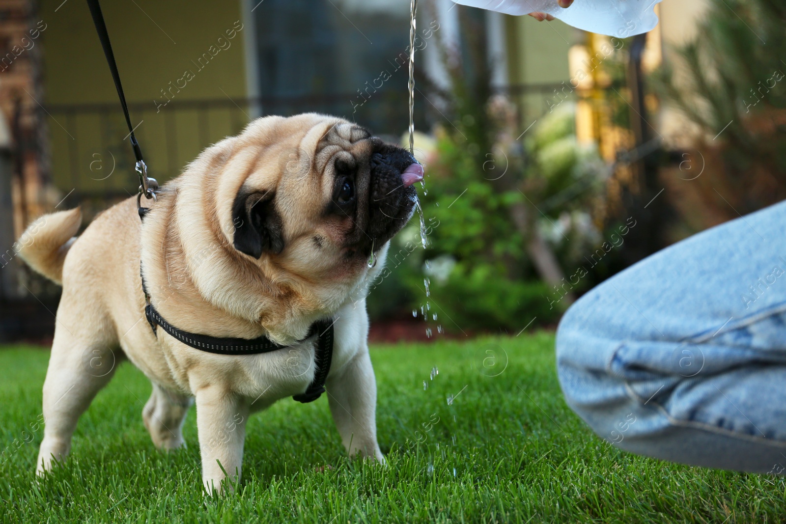 Photo of Owner pouring water from bottle for cute pug on lawn at walk outdoors , closeup. Dog walking