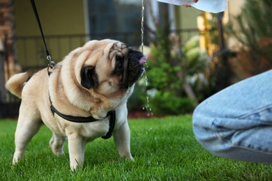 Owner pouring water from bottle for cute pug on lawn at walk outdoors , closeup. Dog walking