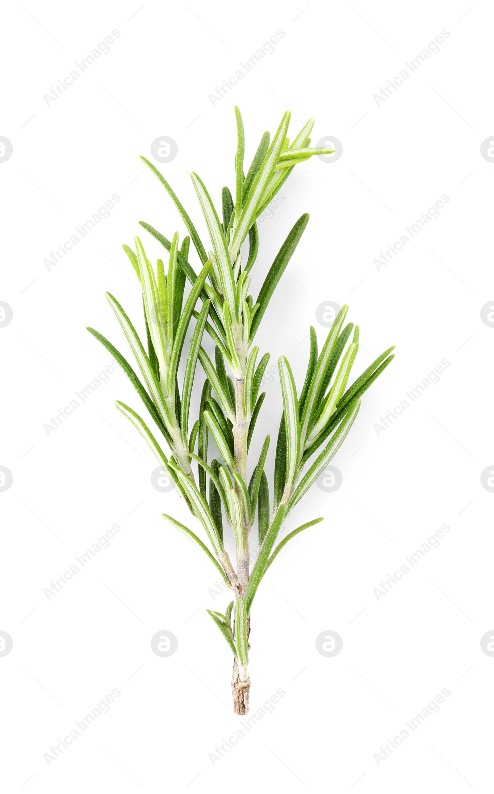 Photo of Fresh green rosemary twig on white background, top view