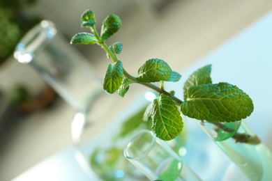 Green plant in test tube on blurred background, closeup. Biological chemistry