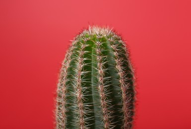Beautiful green cactus on red background, closeup. Tropical plant