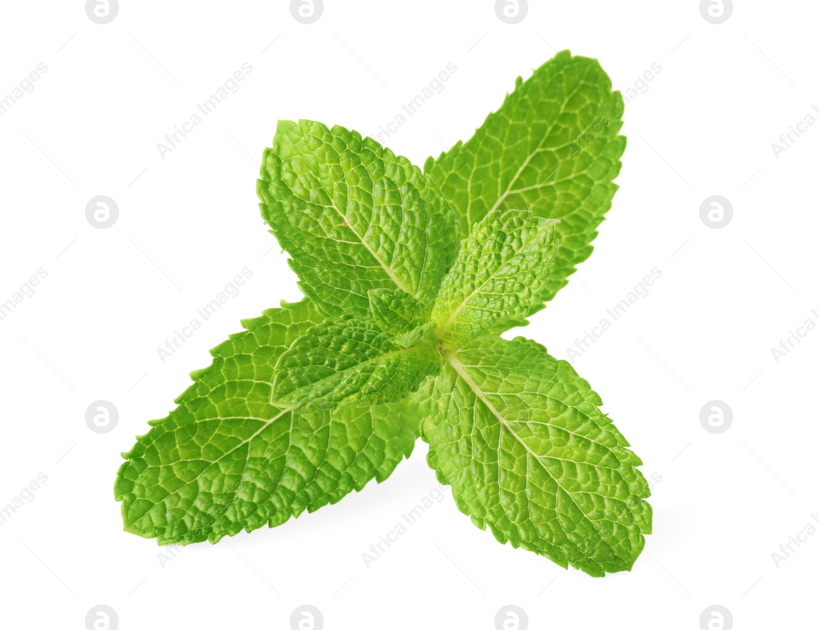 Photo of Fresh green mint leaves isolated on white