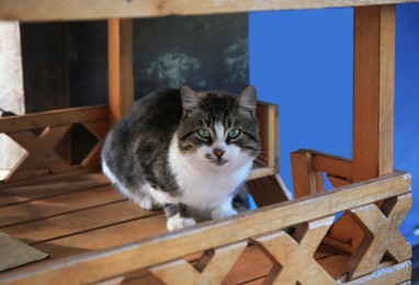 Photo of Stray cat in wooden house. Homeless animal