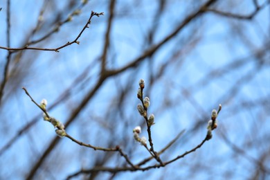 Photo of Beautiful pussy willow branches with catkins against blue sky