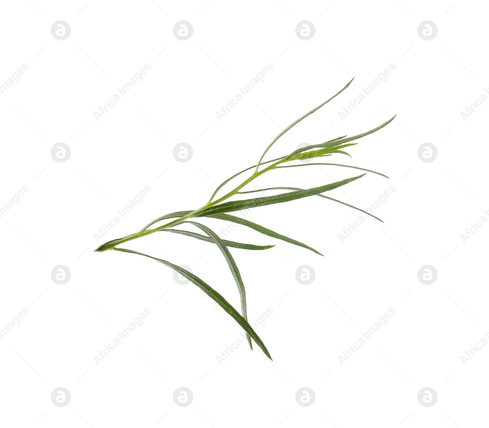 Photo of One sprig of fresh tarragon on white background