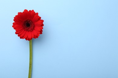 Photo of Beautiful red gerbera flower on light blue background, top view. Space for text