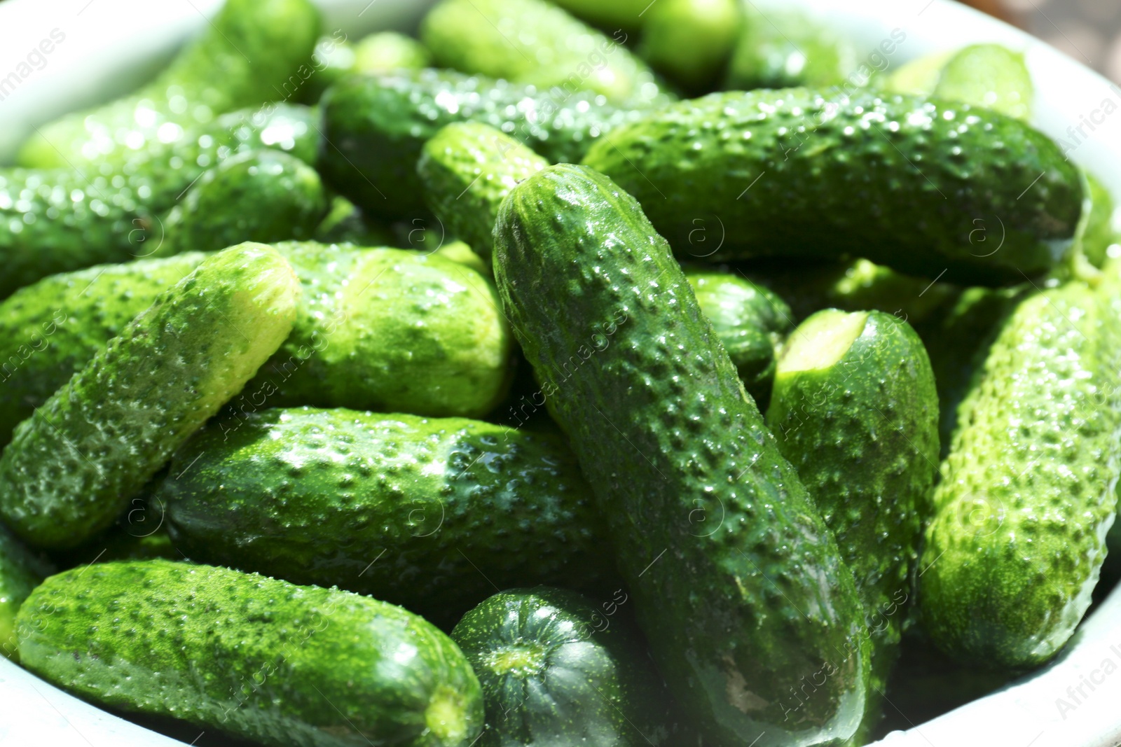 Photo of Many fresh ripe cucumbers in bowl, closeup