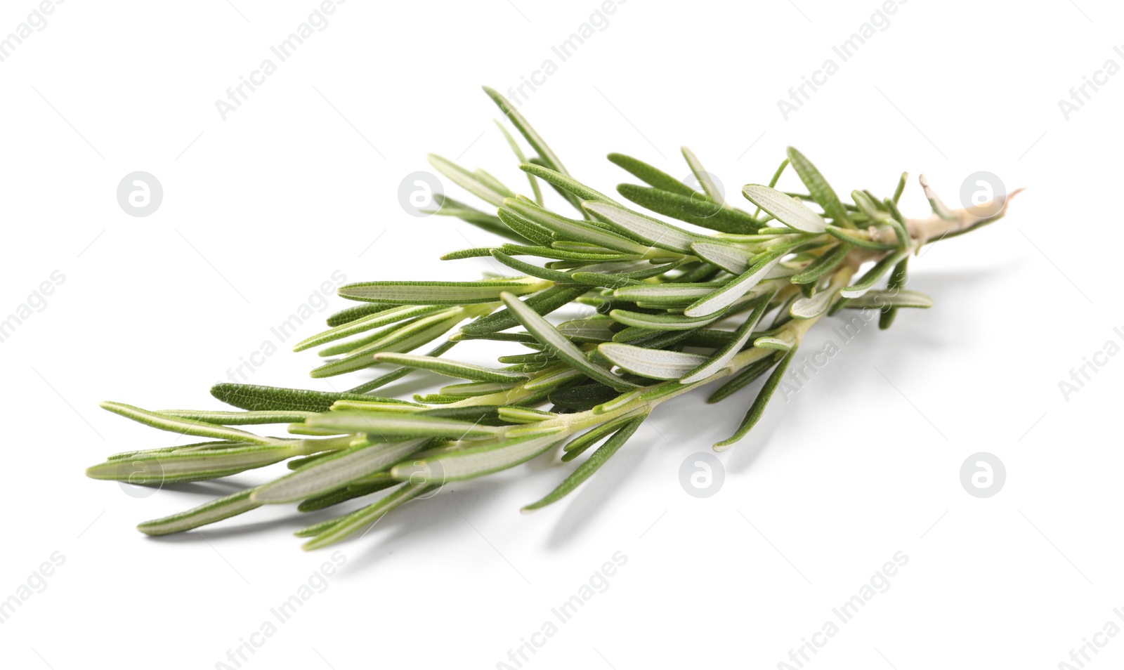 Photo of Sprig of fresh rosemary isolated on white