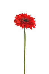 Photo of Beautiful red gerbera flower on white background