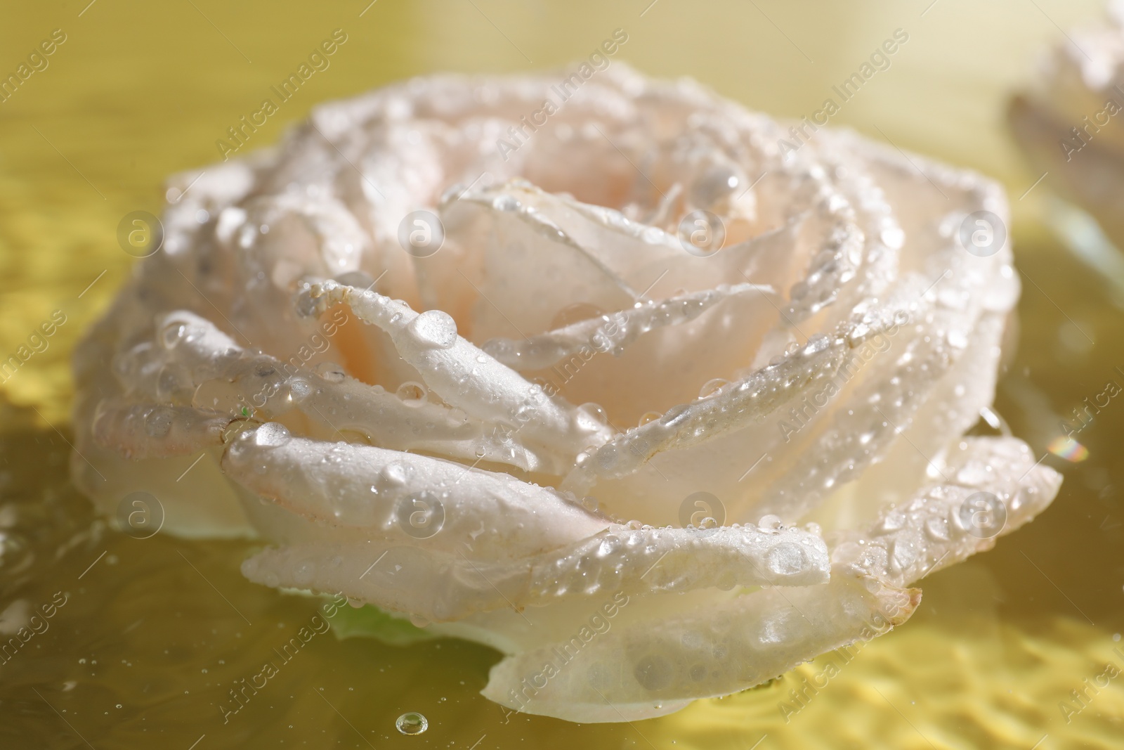 Photo of Beautiful rose in water on pale yellow background, closeup