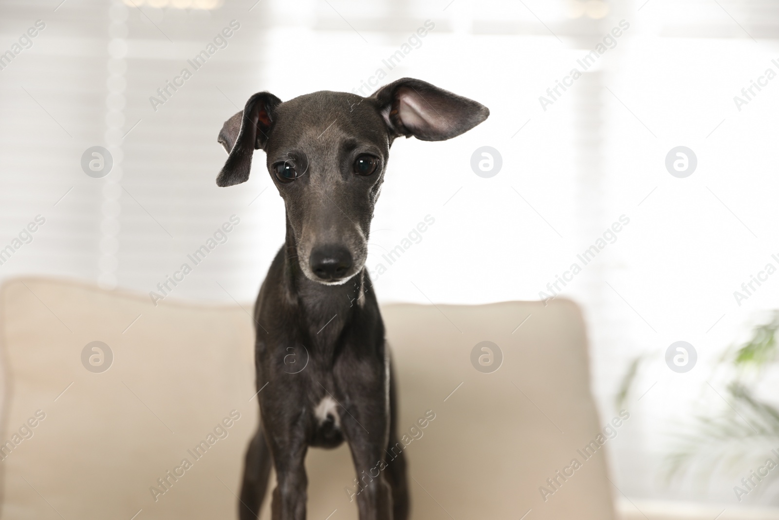 Photo of Italian Greyhound dog on sofa at home