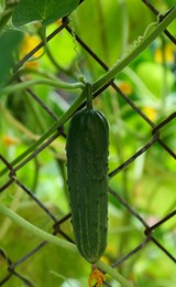 Photo of Cucumber growing on bush near fence in garden