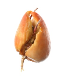 Photo of Avocado pit with sprouts and root on white background