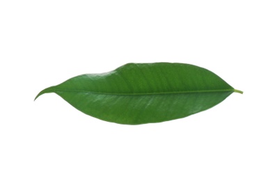 Photo of Fresh green ficus leaf on white background