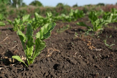 Photo of Radish seedling growing in field on sunny day, space for text
