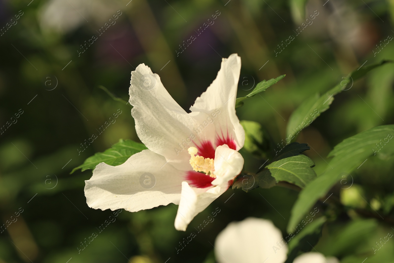 Photo of Beautiful white hibiscus flower growing outdoors, closeup
