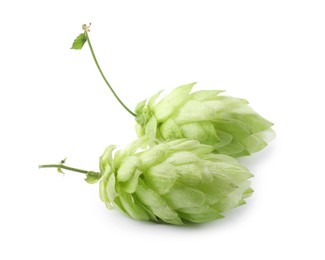 Fresh ripe green hops on white background